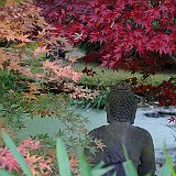 buddha entoure des erables du Japon.JPG